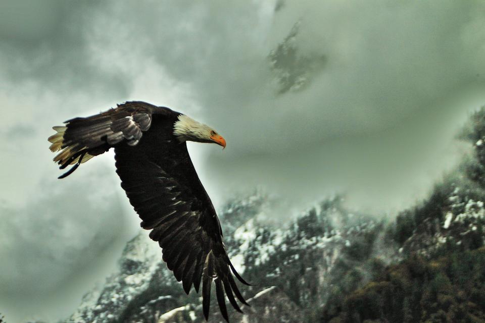 Golden Eagle of Northern California | Shutterbug